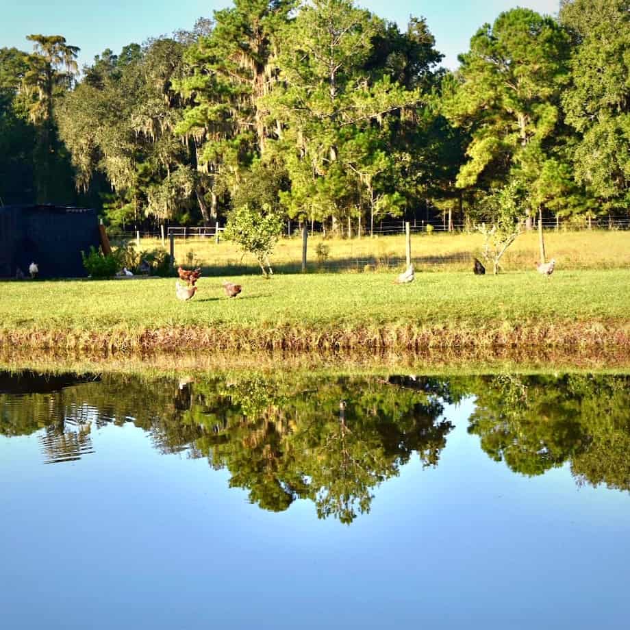 The Carlos Blount Foundation Farm
