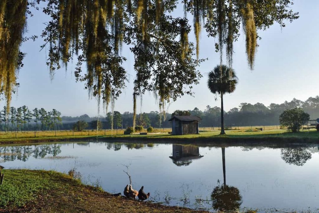 The Carlos Blount Foundation Farm