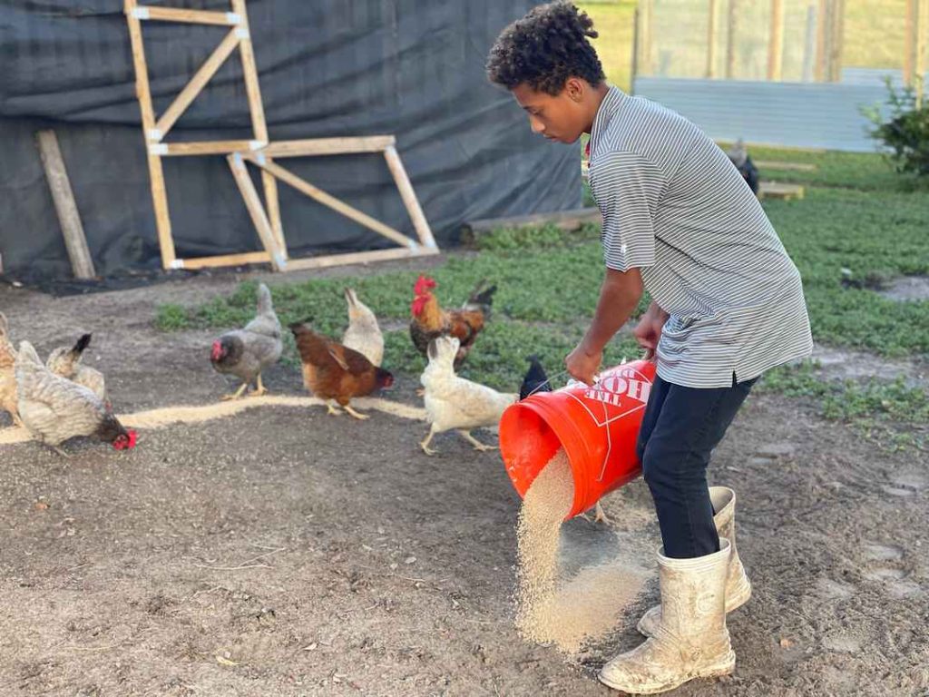 a kid feeding chickens