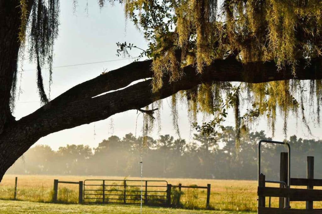 a big tree in a field